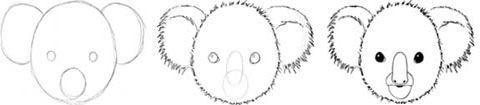 Come disegnare un koala