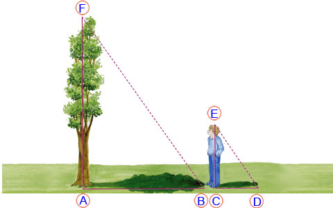 Secondo metodo per misurare l'altezza di un albero